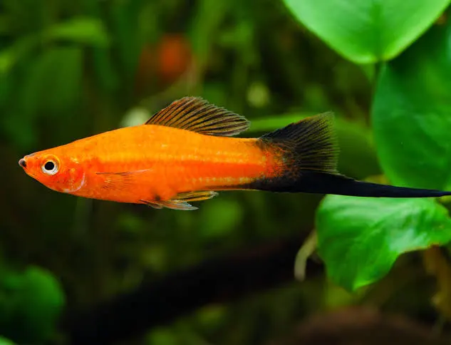 Sværddrager (Xiphophorus helleri) – Den livlige selskabsfisk til dit akvarium